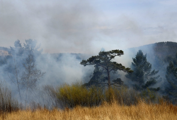 Средняя площадь лесного пожара в этом году сократилась до 150 га