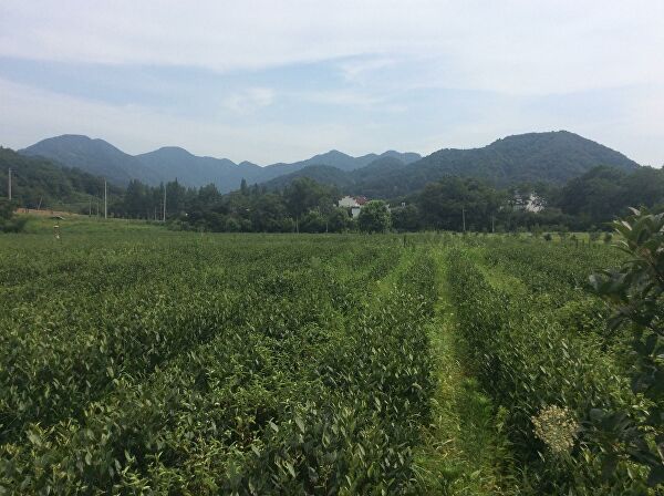 Секреты бессмертия. Что делает чай таким полезным