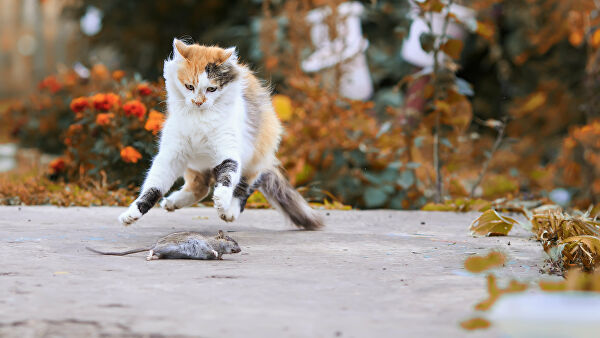 Коты-наркоманы и гусеницы-каннибалы. Кто и зачем зомбирует животных Коты-наркоманы и гусеницы-каннибалы. Кто и зачем зомбирует животных