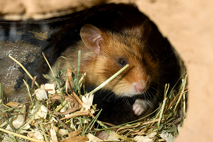 Эффективность масок проверили на&nbsp;хомяках