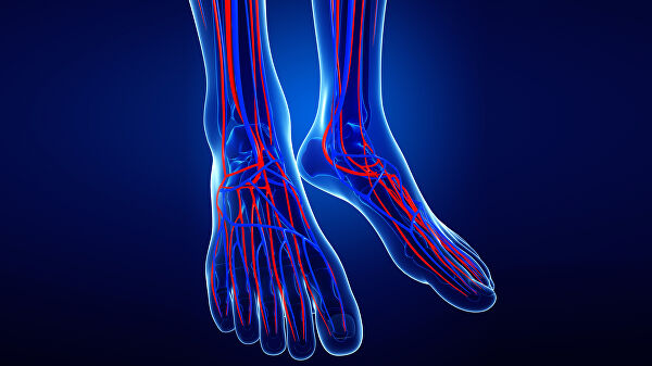 В России придумали, как обновить больные сосуды с помощью гравитации