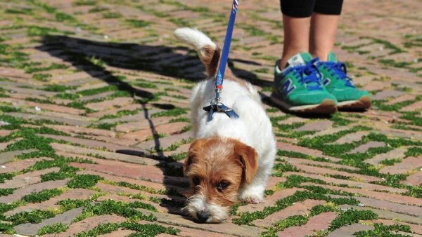 Во Франции ученые исследуют способность собак определять коронаврус по запаху