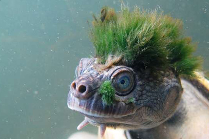 Раскрыты чудовищные потери дикой природы из-за людей Раскрыты чудовищные потери дикой природы из-за людей