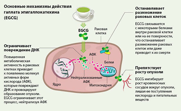 Секреты бессмертия. Что делает чай таким полезным
