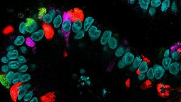 Впервые составлен атлас гормонов кишечника человека