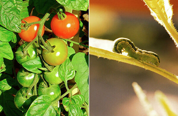 Коты-наркоманы и гусеницы-каннибалы. Кто и зачем зомбирует животных Коты-наркоманы и гусеницы-каннибалы. Кто и зачем зомбирует животных