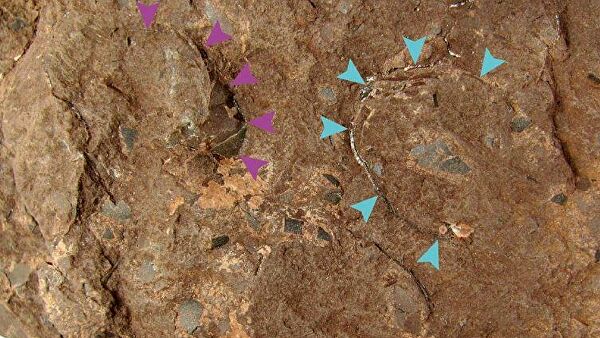 В Японии нашли самое маленькое яйцо динозавра