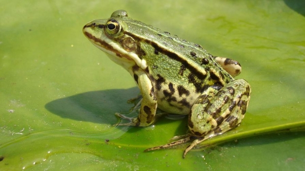 Съедобные лягушки научились &laquo;управлять&raquo; своим геномом
