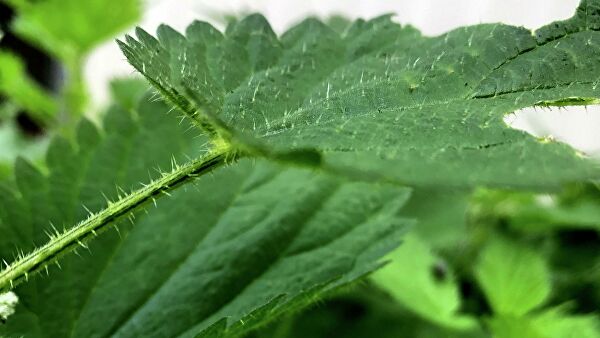 Ученые выяснили, почему "жжется" крапива