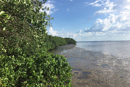 Предсказано скорое исчезновение уникальных экосистем Земли
