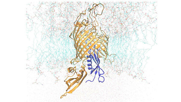 Биологи нашли "брешь" в обороне бактерий от антибиотиков