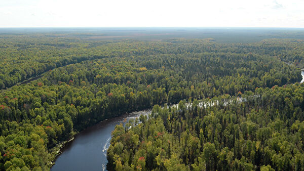 Счетная палата: у властей нет актуальных данных о лесном фонде страны
