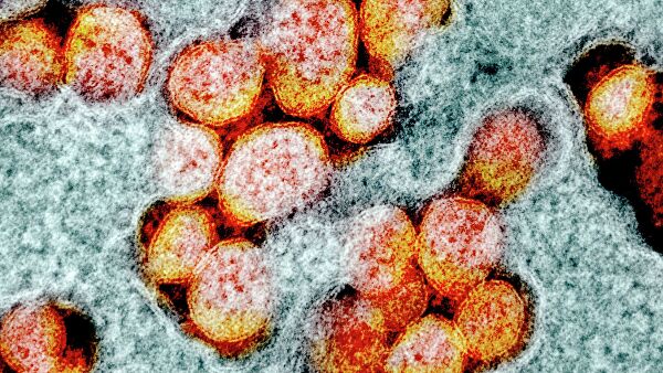 Ученые обнаружили у переболевших COVID-19 новые более сильные антитела