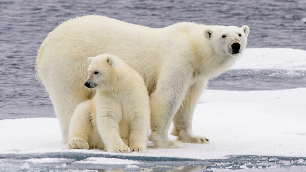Ученые оценили риски исчезновения белых медведей из-за потепления Ученые оценили риски исчезновения белых медведей из-за потепления