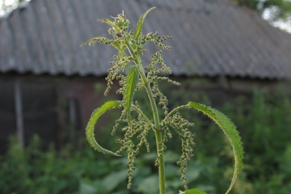Названа польза крапивы Названа польза крапивы