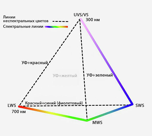 Суперзрение. Некоторые люди видят на 99 миллионов оттенков больше