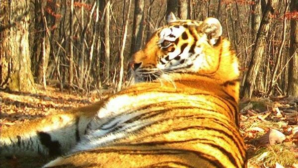 Эксперт: до 70% тигров на территории Китая одновременно живут и в России Эксперт: до 70% тигров на территории Китая одновременно живут и в России