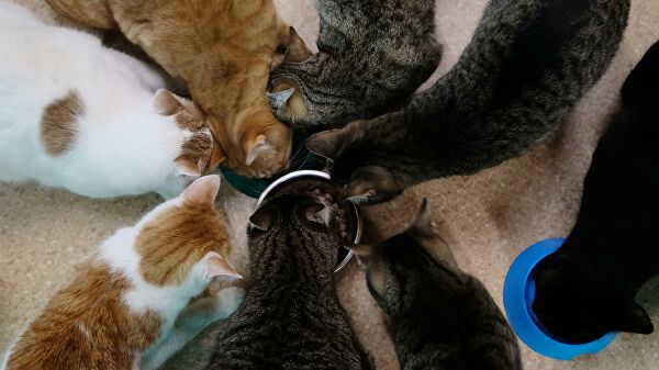 Роскачество провело повторное исследование корма для кошек Роскачество провело повторное исследование корма для кошек