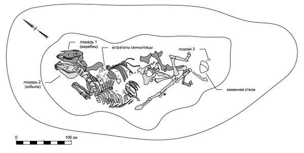 Ученые нашли самые древние свидетельства всадничества в бронзовом веке