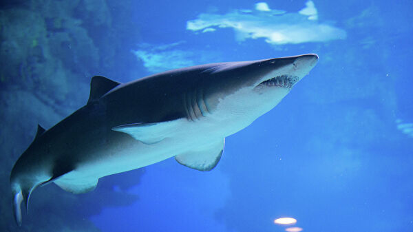 Ученые нашли пластик в кишечнике глубоководных акул Ученые нашли пластик в кишечнике глубоководных акул