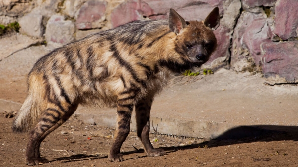 В Алжире появились полосатые гиены впервые с 1980-х