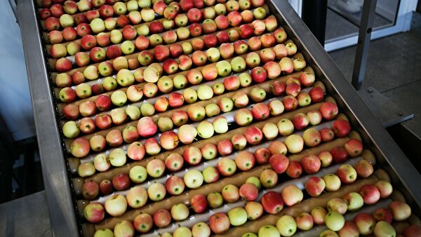 Роспотребнадзор предупредил об опасной диете с использованием яблок Роспотребнадзор предупредил об опасной диете с использованием яблок