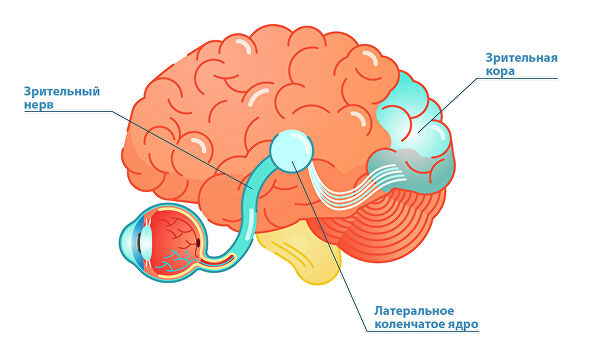 Ученые выяснили, что слепые на самом деле видят, не понимая этого Ученые выяснили, что слепые на самом деле видят, не понимая этого