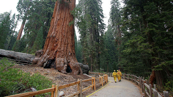 Доисторические деревья-гиганты могут появиться в Европе, считают ученые