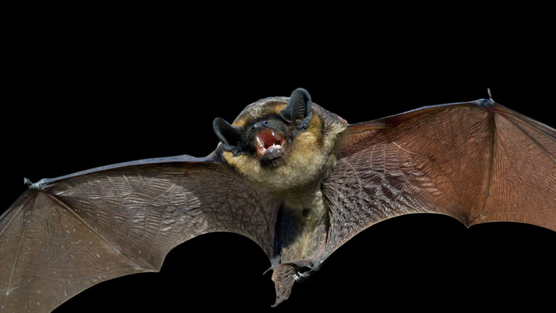 Вирусолог призвал не бояться летучих мышей
