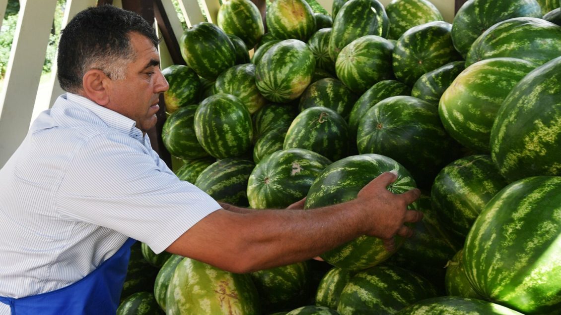 Рекордный урожай арбузов продали в Подмосковье в первой половине сентября