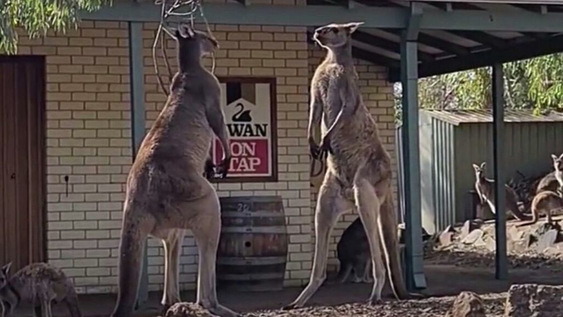 В Австралии сняли на видео драку самцов кенгуру В Австралии сняли на видео драку самцов кенгуру