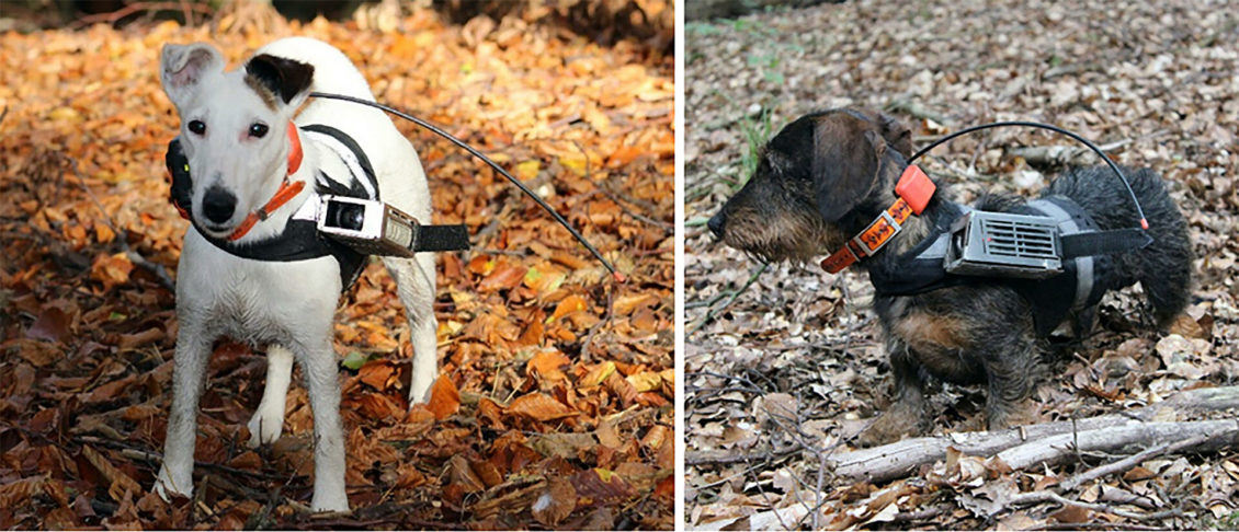 Не такие, как думали. Научные данные, изменившие представления о собаках