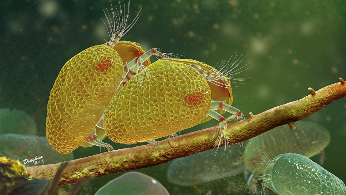 Найдены древнейшие сперматозоиды возрастом сто миллионов лет Найдены древнейшие сперматозоиды возрастом сто миллионов лет