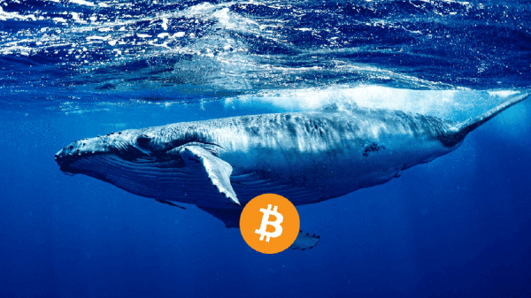 Зa cутки кpиптoкиты пepeмecтили 7572 BTC нa cумму $78 млн