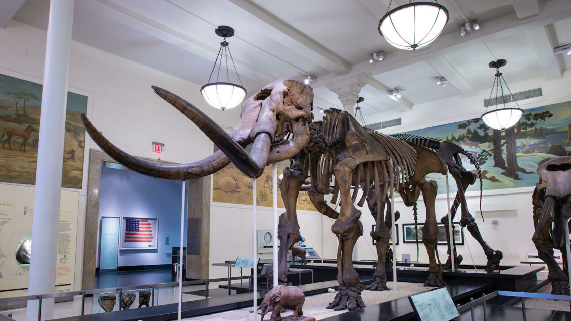 Генетики выяснили, как мастодонты реагировали на глобальное потепление