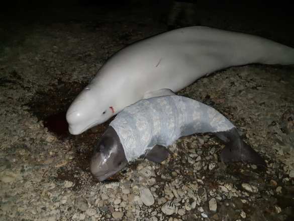 Инспектор МЧС пришёл на помощь попавшим в беду белухам (ФОТО, ВИДЕО) Инспектор МЧС пришёл на помощь попавшим в беду белухам (ФОТО, ВИДЕО)