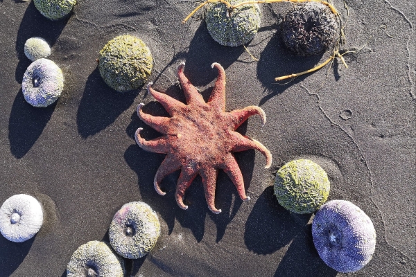 Минприроды: Компромиссов в катастрофе на Камчатке быть не может