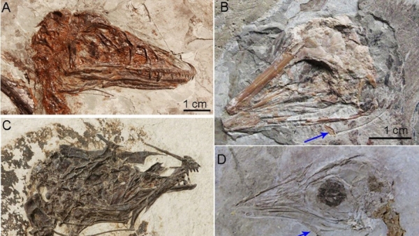 В Канаде 12-летний мальчик нашел скелет жившего 69 млн лет назад динозавра В Канаде 12-летний мальчик нашел скелет жившего 69 млн лет назад динозавра