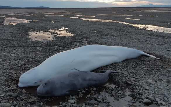 Инспектор МЧС пришёл на помощь попавшим в беду белухам (ФОТО, ВИДЕО) Инспектор МЧС пришёл на помощь попавшим в беду белухам (ФОТО, ВИДЕО)