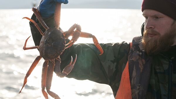 Красные приливы Камчатки. Когда цветение моря губит все живое Красные приливы Камчатки. Когда цветение моря губит все живое