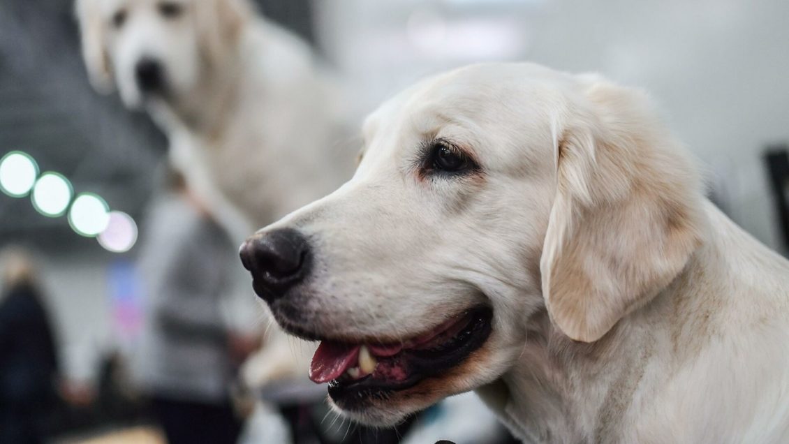 Кинологи рассказали, какие игрушки опасны для собак Кинологи рассказали, какие игрушки опасны для собак