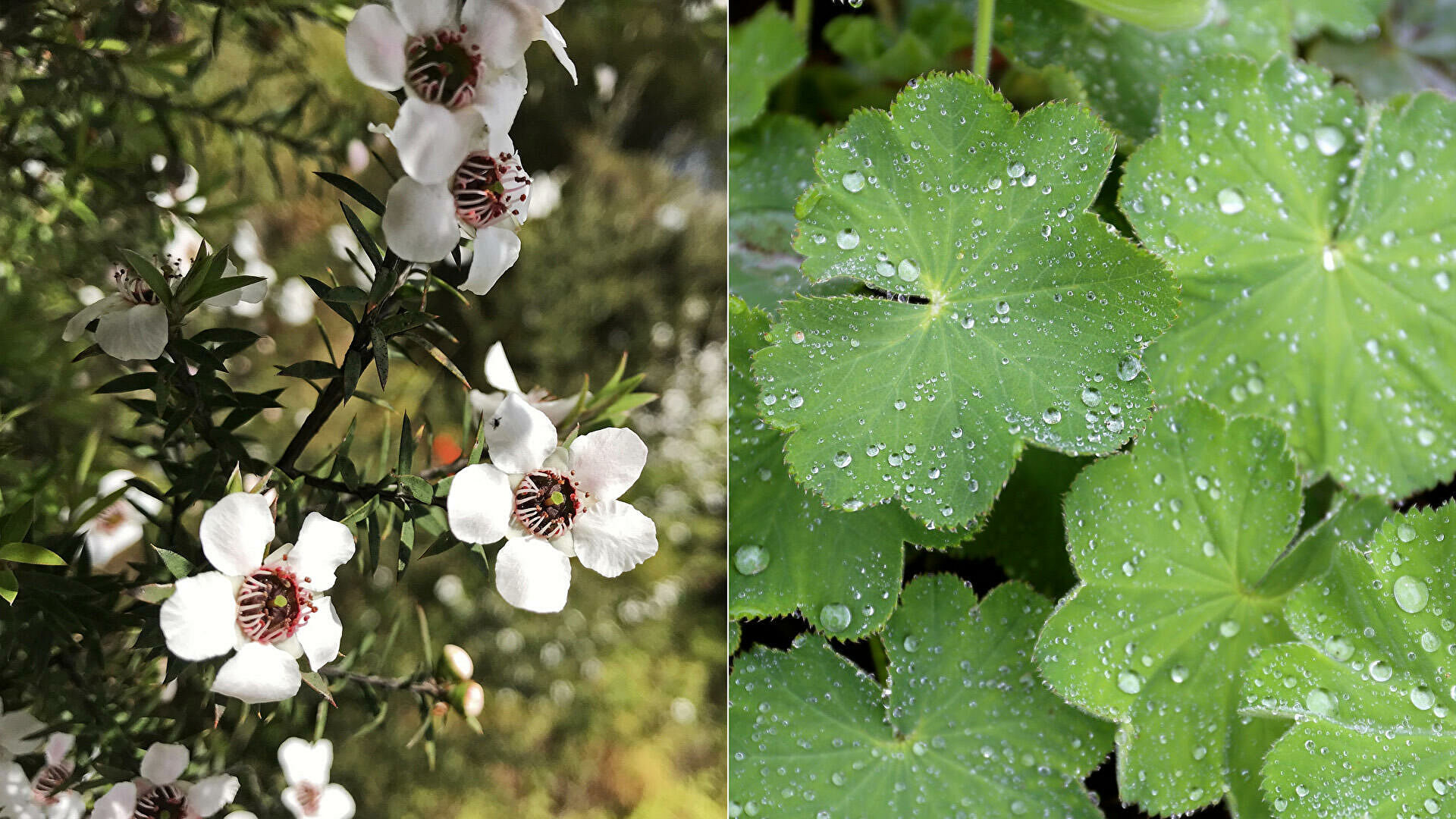 Самоизолироваться с травкой. Растения против COVID-19