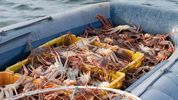 Красные приливы Камчатки. Когда цветение моря губит все живое Красные приливы Камчатки. Когда цветение моря губит все живое