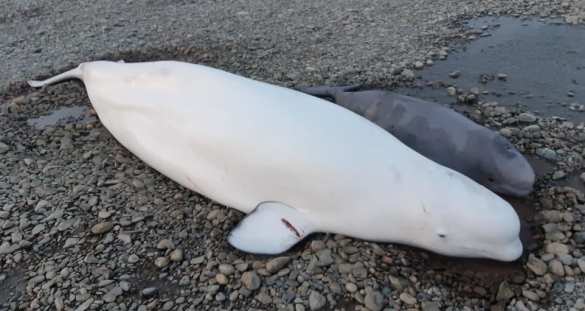 Инспектор МЧС пришёл на помощь попавшим в беду белухам (ФОТО, ВИДЕО) Инспектор МЧС пришёл на помощь попавшим в беду белухам (ФОТО, ВИДЕО)