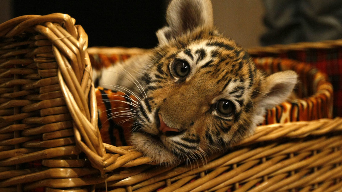 Мошенники продали тигренка исчезающего вида под видом котенка