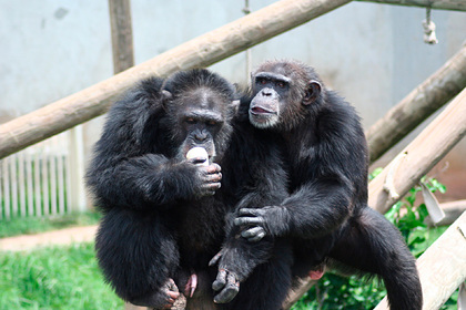 Раскрыта тайна эволюции человека