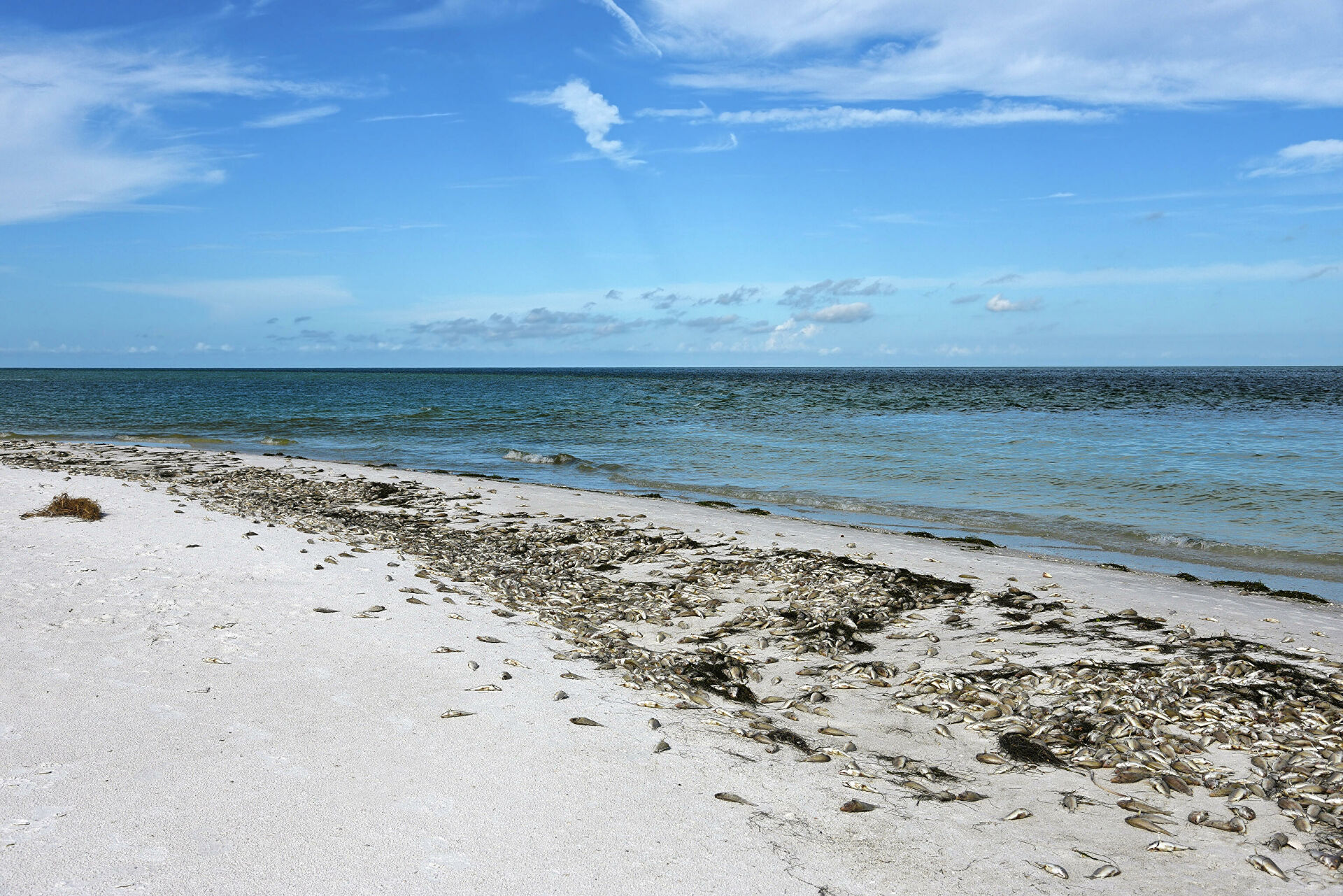 Красные приливы Камчатки. Когда цветение моря губит все живое Красные приливы Камчатки. Когда цветение моря губит все живое