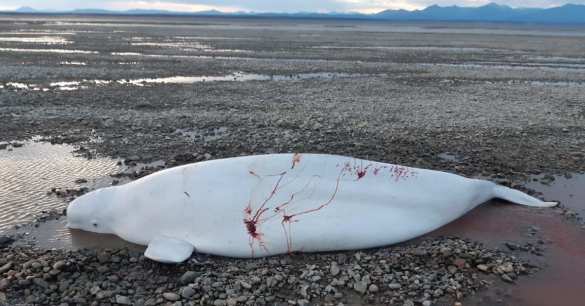 Инспектор МЧС пришёл на помощь попавшим в беду белухам (ФОТО, ВИДЕО) Инспектор МЧС пришёл на помощь попавшим в беду белухам (ФОТО, ВИДЕО)