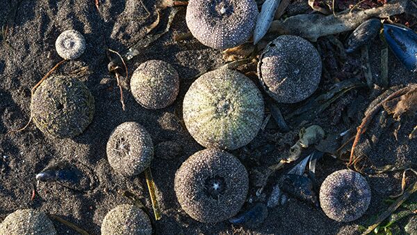 Красные приливы Камчатки. Когда цветение моря губит все живое Красные приливы Камчатки. Когда цветение моря губит все живое