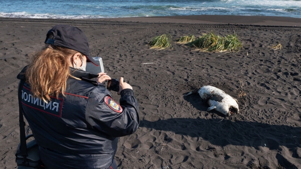 Океанолог спрогнозировал восстановление экосистемы Камчатки через год Океанолог спрогнозировал восстановление экосистемы Камчатки через год